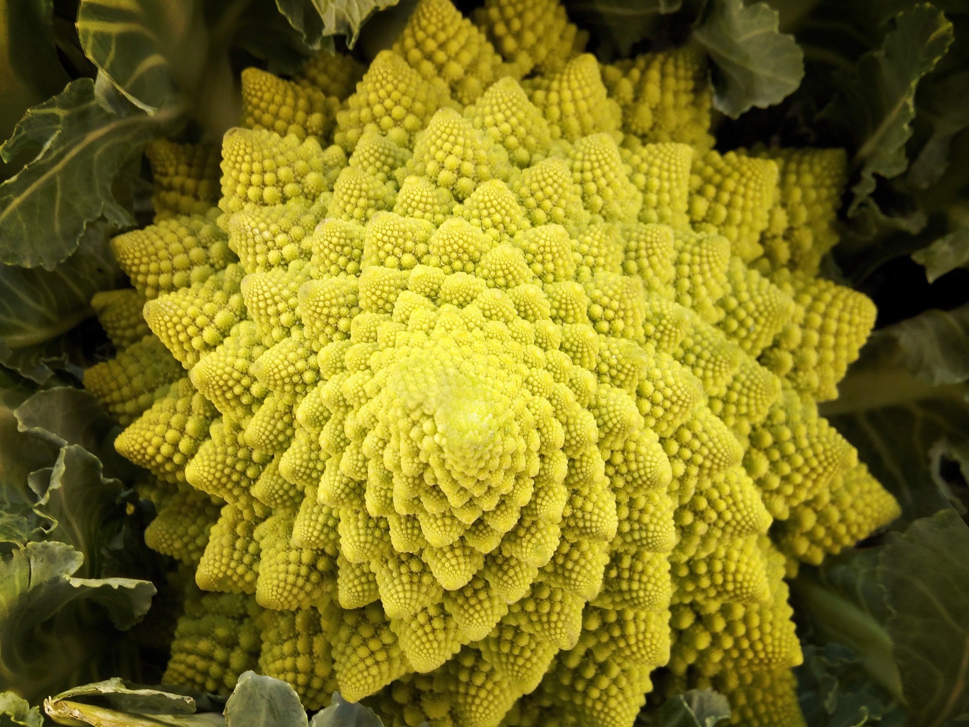 Chou Romanesco